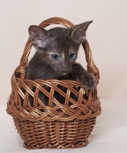 OKH kitten