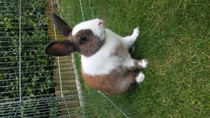 Snoopy 8 mon. , geimpft u. kastriert sucht dringend ein neues zu Hause