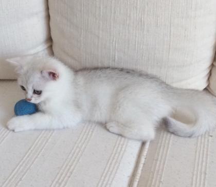 BKH Kater mit Stammbaum