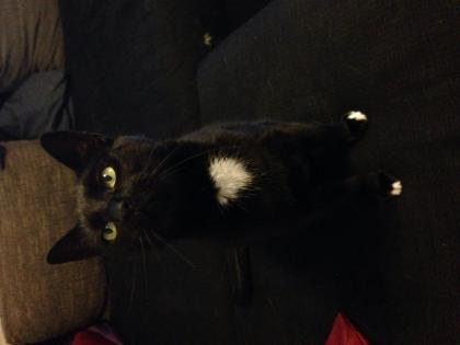 Luna sucht ein Zuhause