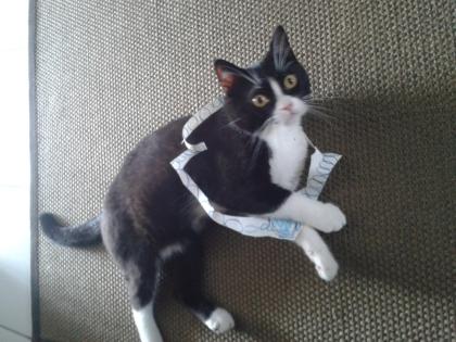 Hauskater ca. 2 Jahre in liebevolle Hände abzugeben