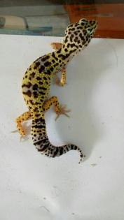 Leopardgeckos NZ 11/14 und 06/15
