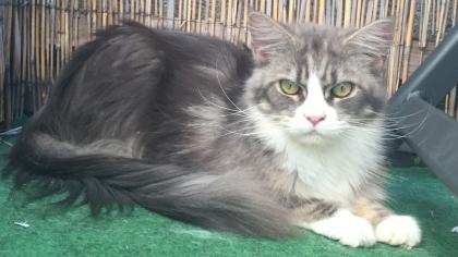 Maine Coon Weibchen sucht neues Zuhause