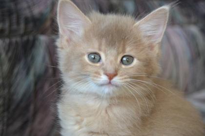 Somalikitten in der seltenen Farbe fawn/beige