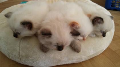 Ragdoll Kitten mit Papiere