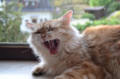Sibirische Katzendame sucht Dich