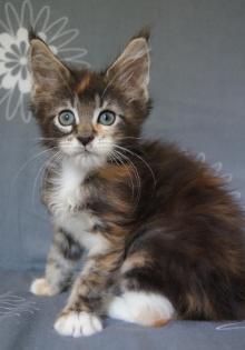 Maine Coon Babys aus seriöser Hobbyzucht abzugeben