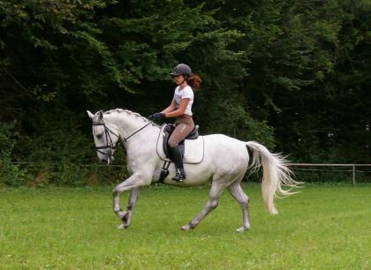 Herzensguter LIPIZZANERWALLACH