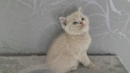 3 bkh kitten zu verkaufen je 350Euro zwei braun schwarz man weibl. einer hellgrau