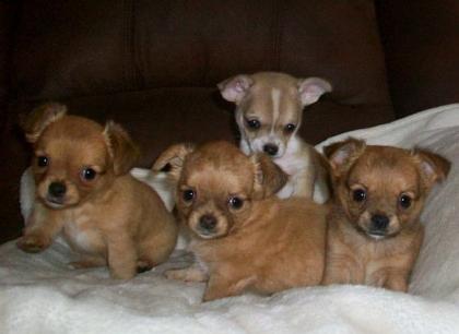 Reinrassige, typvolle Chihuahua- Welpen aus seriöser