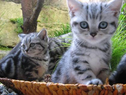 Kitten, Katzenbabys, BKH Kitten, Stammbaum