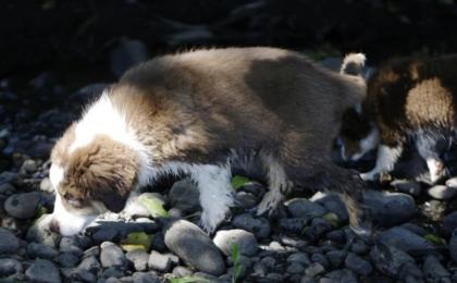 Miniature Australian Shepherd Mini Aussie Welpen red-tri