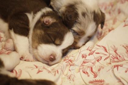 Miniature Australian Shepherd Mini Aussie Welpe red-tri red-merle Rüde Hü