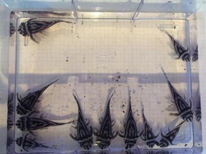 L46 Hypancistrus zebra mehr verfügbar
