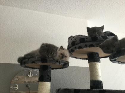 BKH Kitten