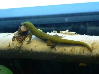 Goldstaub-Taggeckos Phelsuma laticauda in liebevolle Hände abzugeben