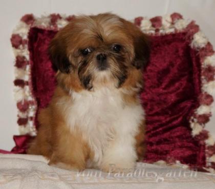 Shih Tzu Hündin sucht noch ein Zuhause