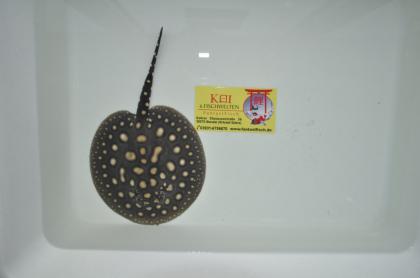 BD Leopoldi Rochen Paar Gr. 14-16 cm HQ Züchterqual. Versand mögl.