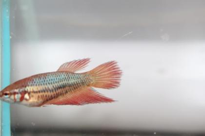 Junge kampffische betta splendens