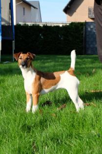 Glatthaar-Foxterrierhündin mit Papieren