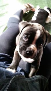 Kleiner Old English Bulldog/Boxer Hybride