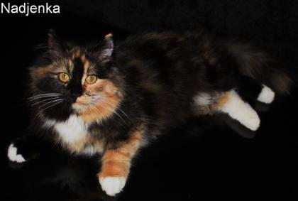 Schmusige Sibirische Katze 16 Monate alt abzugeben
