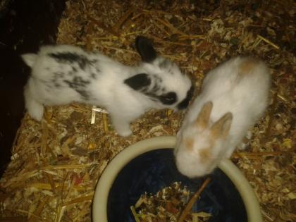 Kaninchen-Babys und -Jungtiere abzugeben