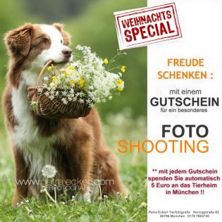 Mit einem Weihnachts-Gutschein zweimal Freude schenken Hundefotograf, Hundefo