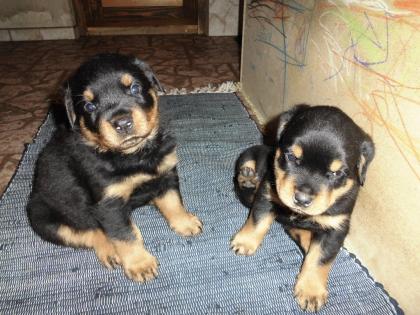 Rottweilerwelpen abzugeben