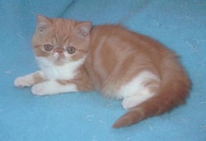 Exotic Shorthair Bube