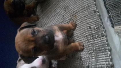 Bully Mix Welpen