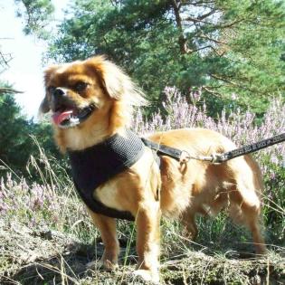 Bell sucht ein Zuhause