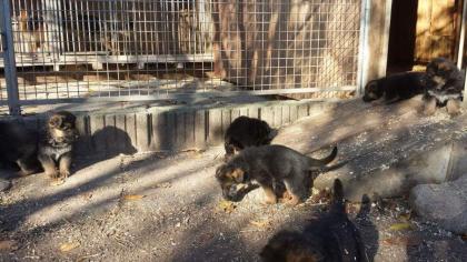 Temperamentvolle Schäferhundwelpen abzugeben