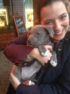 Pitbull blueline welpen zu verkaufen