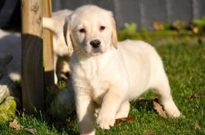 Traum Labrador Welpen in gelb und schwarz suchen noch Familien