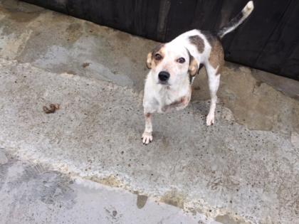 Wir retten Hunde - Strassenhunde aus Rumänien aus rettender Hand
