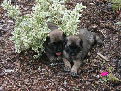 Reinrassige Leonberger-Welpen aus liebevoller Hobbyzucht mit AT