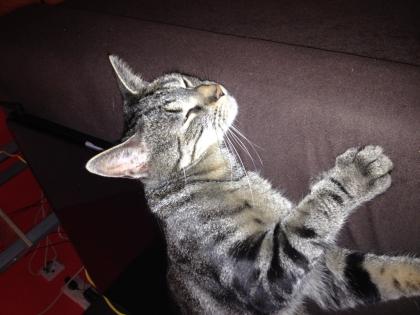 Suche zuhause für meine 2 Jährige Katze Paula