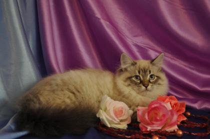 Schones Neva Masquarade Sibirische Katze Katerschen, Kitten Champion.