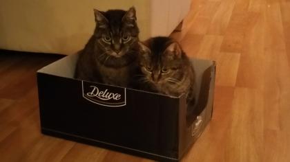 Muss mich von meinen Katzen trennen