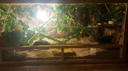 Terrarium mit Kornnattern