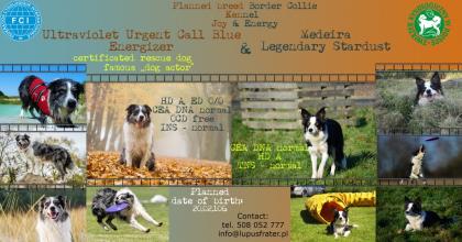 Planned breed - working border collie
