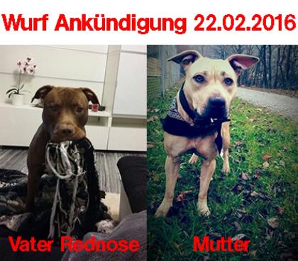 Pitbull Welpen Wurf Ankündigung 22. 02. 1016