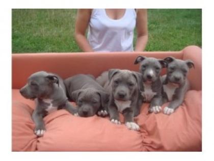 Pitbull blueline welpen zu verkaufen