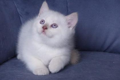 Süße BKH Kitten mit Kulleraugen suchen neue Familie