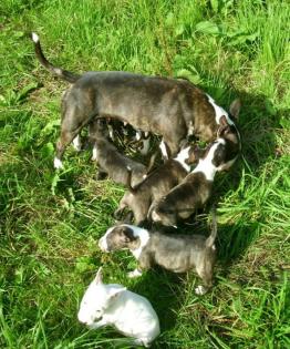 Reinrassige markante Miniature Bullterrier Welpen