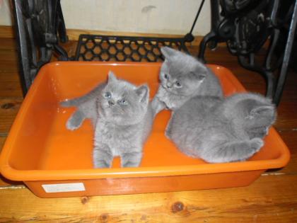 Wunderschöne reinrassige BKH Kitten mit Stammbaum