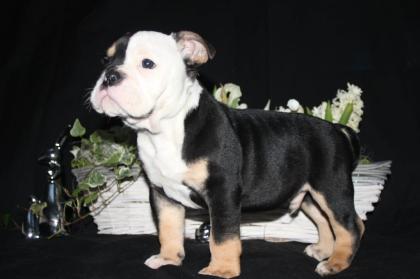 OEB, Old English Bulldog Welpen, Familienaufzucht US Papiere