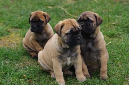 Wunderschöne Bullmastiff Welpen