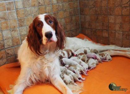 Irish Red and White Setter welpen
